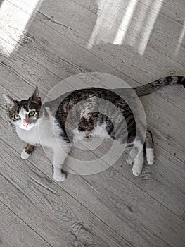 Very beautiful, clever and playful cat.