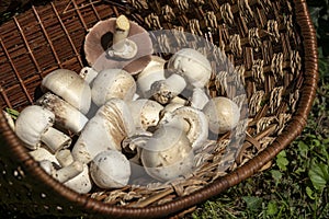 Very beautiful poisonous mushrooms Agaricus Xanthodermus lie in the basket.