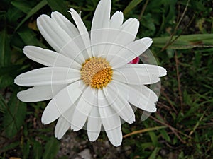 The very beautiful and pretty white and yellow  petal flower with green leaves.