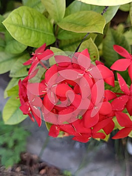 very beautiful red flowers in Bali