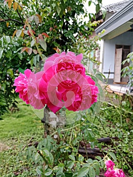 very beautiful red roses