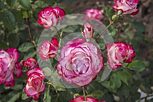 Very beautiful rose flowers bush with unusual colors