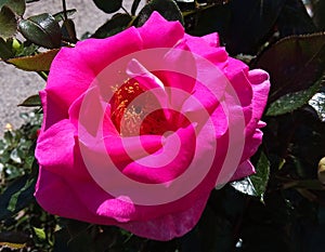 Very beautiful rose (Rosa) of pink color close-up photo