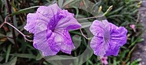 very beautiful ruellia tweediana flower