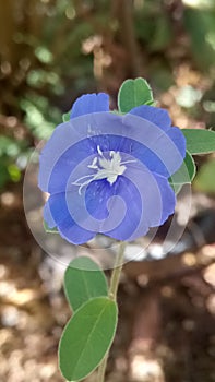 Very beautiful small blue colour flower in the vase