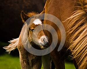 A very beautiful small chestnut foal of an Icelandic horse with a white blaze, cuddling with the mother in the meadow