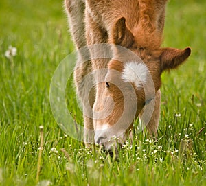 A very beautiful small chestnut foal of an Icelandic horse with a white blaze, grazing in the meadow