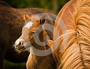 A very beautiful small chestnut foal of an Icelandic horse with a white blaze, standing near to it`s mother in the meadow