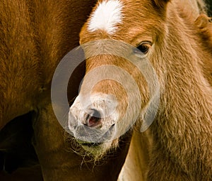 A very beautiful small chestnut foal of an Icelandic horse with a white blaze, standing near to it`s mother in the meadow