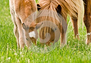 A very beautiful small chestnut foal of an Icelandic horse with a white blaze, standing near to it`s mother in the meadow