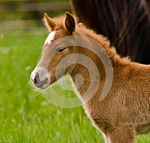 A very beautiful small chestnut foal of an Icelandic horse with a white blaze, standing near to it`s mother in the meadow