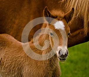 A very beautiful small chestnut foal of an Icelandic horse with a white blaze, standing near to it`s mother in the meadow