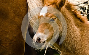 A very beautiful small chestnut foal of an Icelandic horse with a white blaze, standing near to it`s mother in the meadow