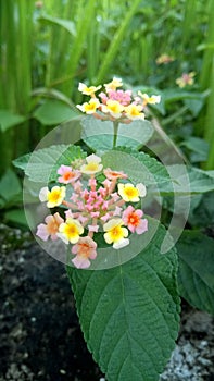 Very beautiful small srilankan flower