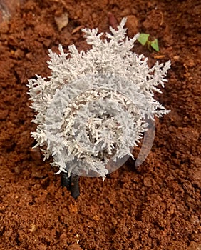 Very beautiful small srilankan flower