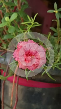 Very beautiful small srilankan rose colour flower in the vase