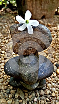 Very beautiful small white colour flower in the small rocks