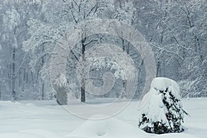 Very beautiful snow covered trees in the forest, winter