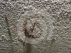 A very beautiful spider on the wall