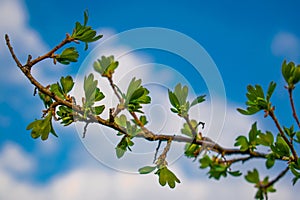 Very beautiful spring and summer background, young branches against the blue sky with clouds and gently green leaves of black curr