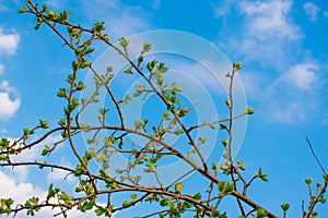 Very beautiful spring and summer background, young branches against the blue sky with clouds and gently green leaves of black curr