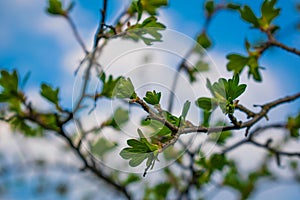 Very beautiful spring and summer background, young branches against the blue sky with clouds and gently green leaves of black curr