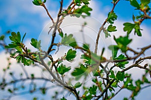Very beautiful spring and summer background, young branches against the blue sky with clouds and gently green leaves of black curr