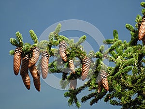 Very beautiful spruce tree with its generous fruits