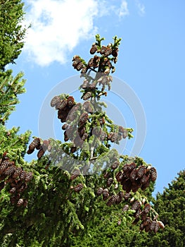 Very beautiful spruce tree with its generous fruits