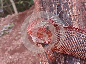 very beautiful sri Lankans red chameleon in jungle,most powerful eyers and changing colour in body A lizard with the ability to do