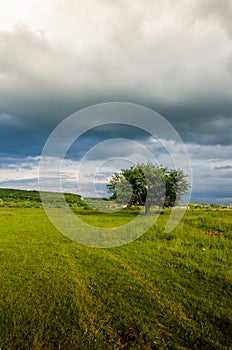 Very beautiful summer landscape. Tree in a field with dark cloud