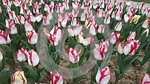 very beautiful tulips and flowers