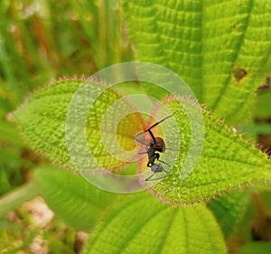 a very beautiful view of black ants eating green leaves in the forest