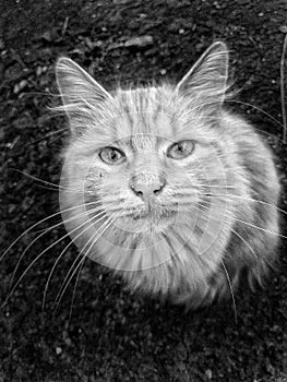 Very beautiful white cat looks straight into the eyes