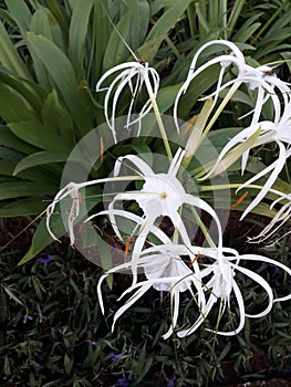 Very beautiful white flowers accompanied by green leaves