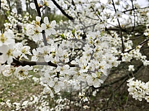 Very beautiful white inflorescences of the cherry tree.