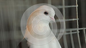 A very beautiful white pigeon with huge eyes. Close-up on head. An adorable bird