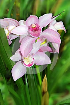 Very beautiful white pink orchid