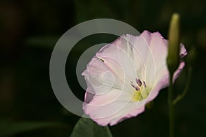 A very beautiful wild flower, its original name is Convolvulus Scammonia