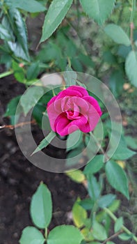 Very beautiful wild rose flowers have a very attractive red color