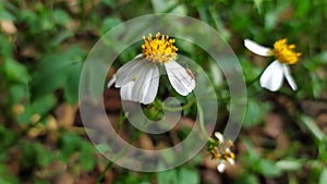 very beautiful wildflowers, insect life