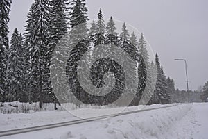 Very beautiful winter landscape, real big pine trees, fir trees, spruces in white snow growing in the city of Varkaus, Finland.