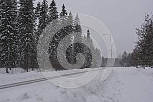 Very beautiful winter landscape, real big pine trees, fir trees, spruces in white snow growing in the city of Varkaus, Finland.