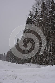 Very beautiful winter landscape, real big pine trees, fir trees, spruces in white snow growing in the city of Varkaus, Finland.