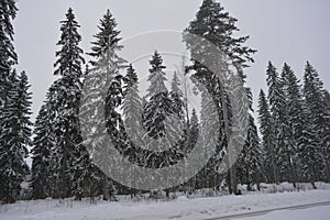 Very beautiful winter landscape, real big pine trees, fir trees, spruces in white snow growing in the city of Varkaus, Finland.