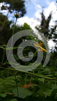 Very beautiful Wollastonia biflora flower background. This plant can treat insect bites, lacerations, festering wounds, swelling, photo