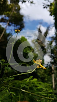 Very beautiful Wollastonia biflora flower background. This plant can treat insect bites, lacerations, festering wounds, swelling, photo