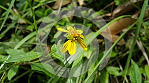 Very beautiful Wollastonia biflora flower background. This plant can treat insect bites, lacerations, festering wounds, swelling, photo