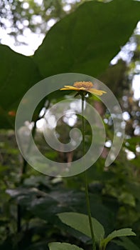 Very beautiful yellow color floral background