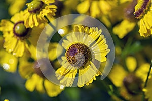 A very beautiful yellow flower with water droplets after rain